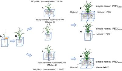 Partial root-zone drying combined with nitrogen treatments mitigates drought responses in rice